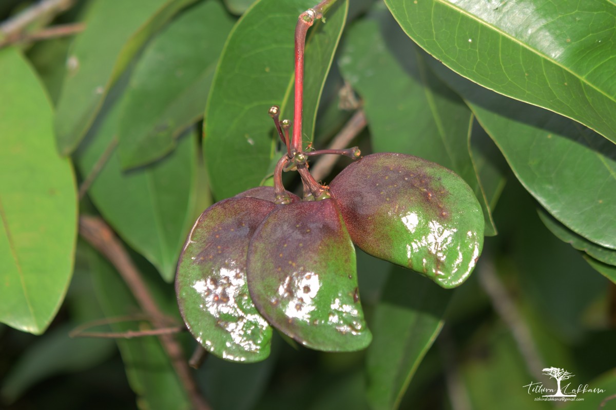 Quassia indica (Gaertn.) Noot.